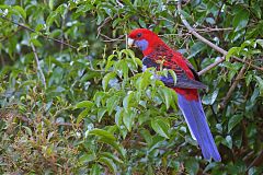 Crimson Rosella